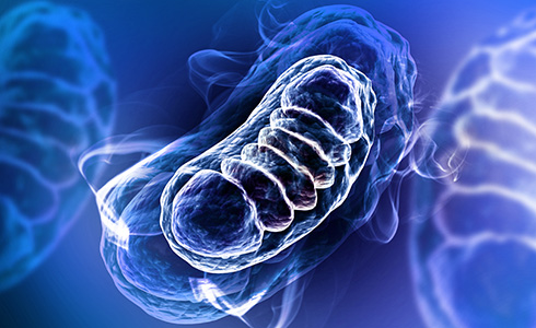 Improving Mitochondrial Function